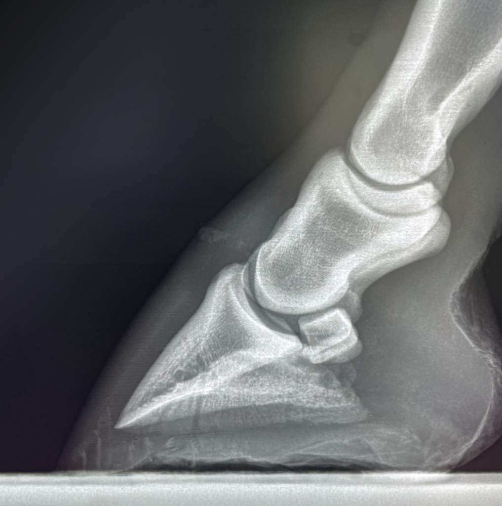 This veterinarian and farrier team relies on digital radiographs and x-rays  to eliminate guesswork in achieving soundness.